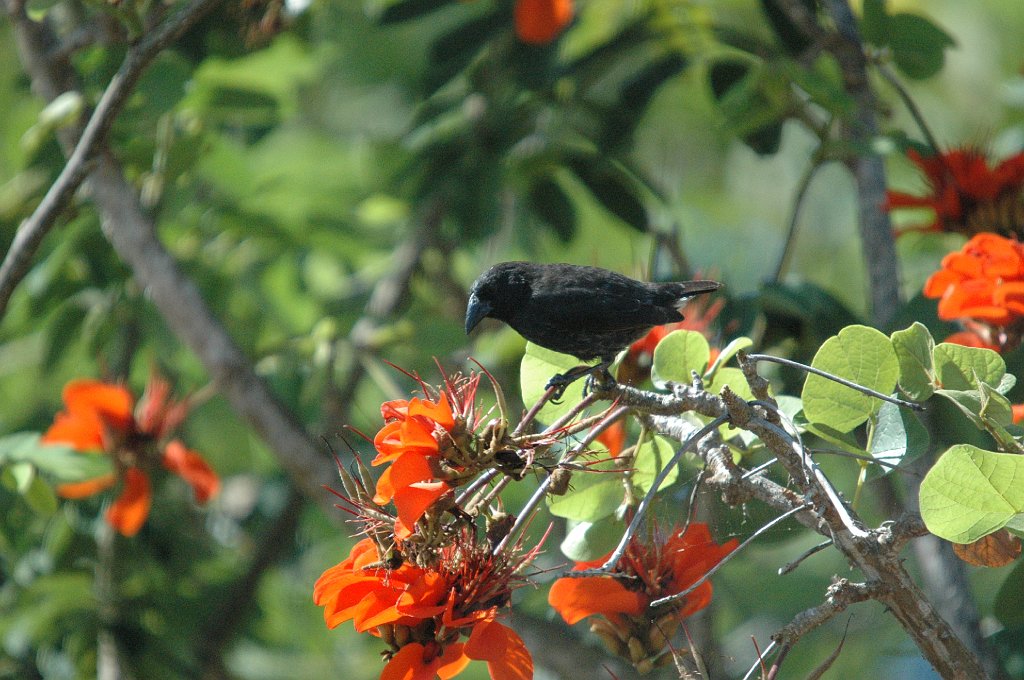 Finch, Cactus, 2004-11035339.JPG - Cactus Finch, Galapagos, 2004